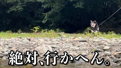 川にやってきたすみすみちゃん