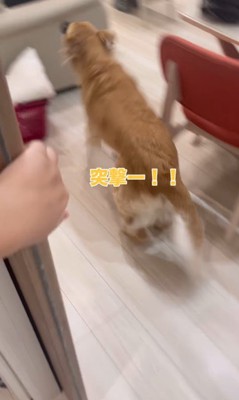 まるちゃんの熱烈歓迎5
