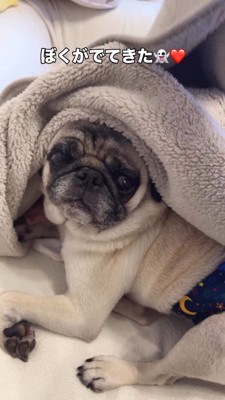 ブランケットの中から飼い主を見つめる犬