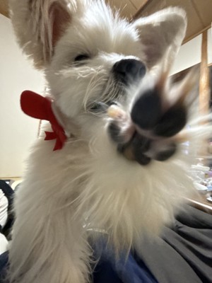 殴ろうとしているバンビちゃん