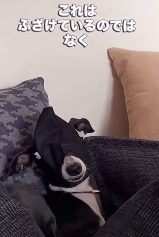 ふざけているわけではありません