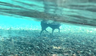 水の中を歩く犬1