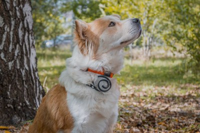 見上げる犬