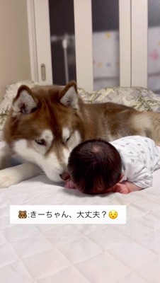 赤ちゃんに鼻を近づける犬
