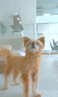 祖父母がお家に来た時のあのちゃん