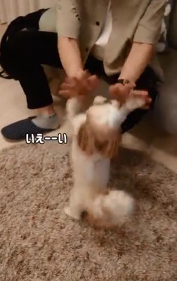 ハイタッチするリロちゃん