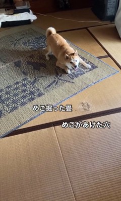 旅行中のめごちゃん9