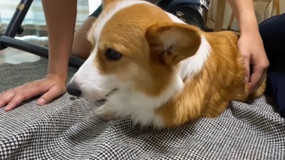 わき腹をなでられる犬