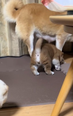 母犬に近づく子犬