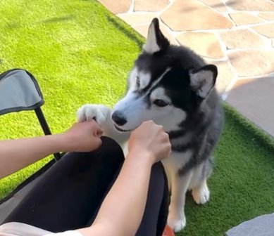 握られた飼い主の両手のうち片手に前脚を置くシベリアンハスキー