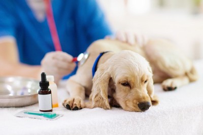 検査を受ける犬