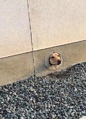 こむぎちゃんが登場!!