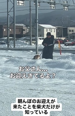 また車の方を見つめる柴犬
