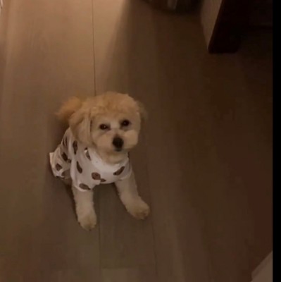 少し目を開けた犬