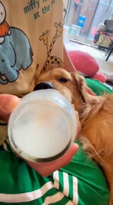哺乳瓶に入ったミルクを飲む犬