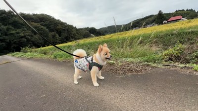 道を歩く犬