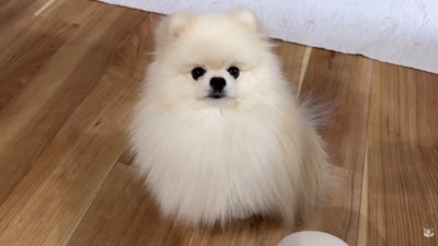 食べる気満々でお座り！