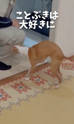 ラブ業者さん！！