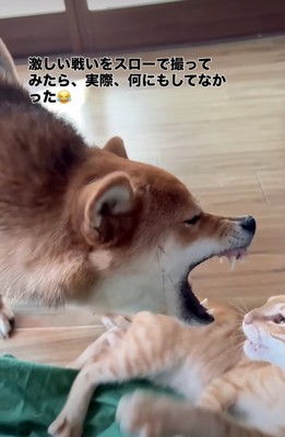 口を大きく開ける柴犬