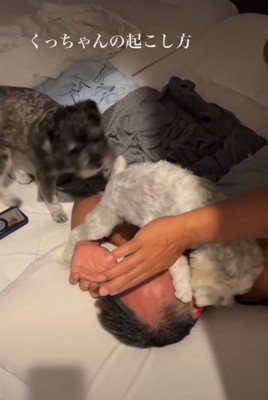 顔に乗る犬2