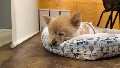 ポメラニアンのポメくん