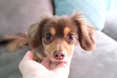 手にあごを乗せる犬