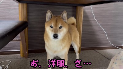 散歩前に防寒着を着させたい！！