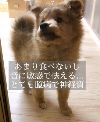 とても怖がりな子犬だった