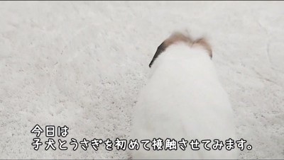 ケージから外に出たうさぎ