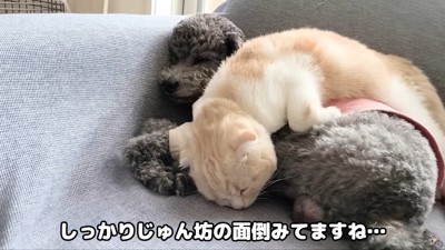 甘えられたり…