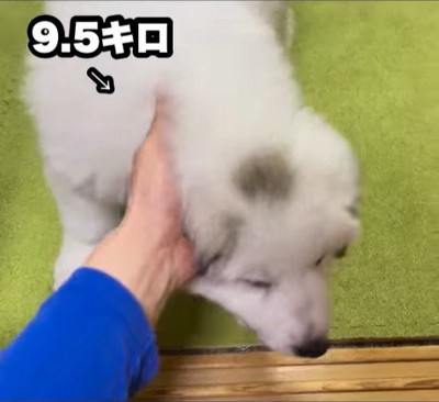 ドレミちゃんの成長