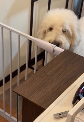 ゴールデンドゥードルのソラくん