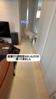 扉の前に立つ犬