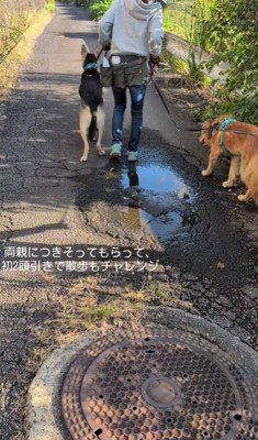 2頭そろって散歩も!