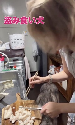 飼い主さん「！？」