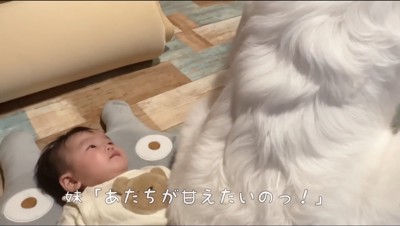 お尻をくっつけてくる超大型犬を見上げる赤ちゃん