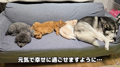 いつまでも仲良く幸せに暮らしてね!