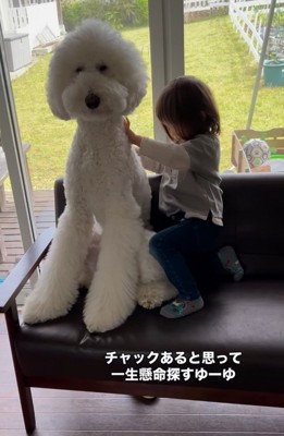 大型犬の背中を探る男の子