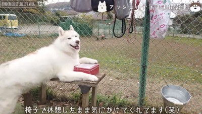 休憩中のアッシュ