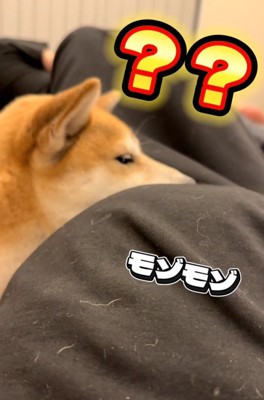 薄目を開ける柴犬
