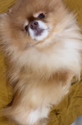 眠そうなゆいるくん