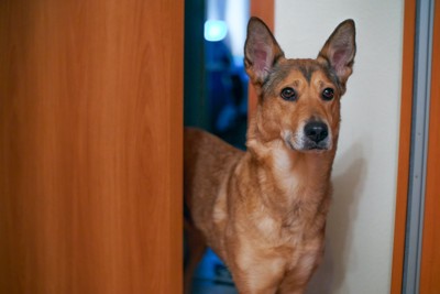 扉の手前で立つ犬