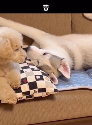 ソファの上で顔を見合わせるハスキー犬とトイプードル
