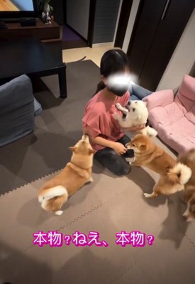 女の子に飛びつく犬3