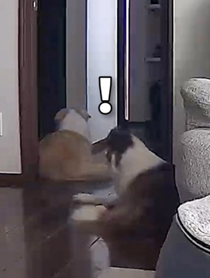 音に反応する犬