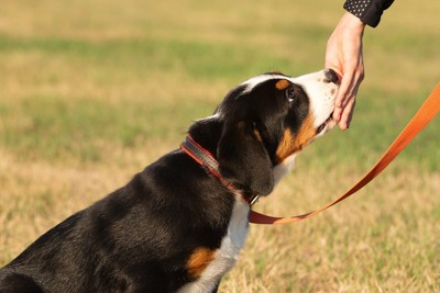 バーニーズ子犬、オレンジのリード