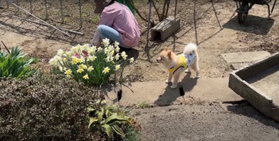 しゃがみ込む飼い主母の近くで水仙を眺める犬