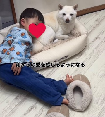 犬のベッドによりかかる赤ちゃんと犬