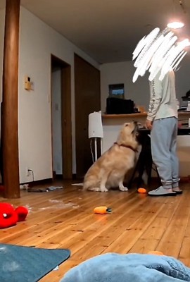 パパの前にお座りするこむぎ君