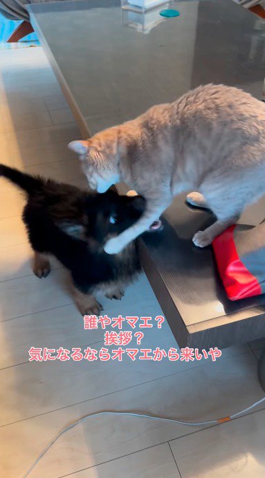 前足を伸ばす猫にじゃれつく子犬